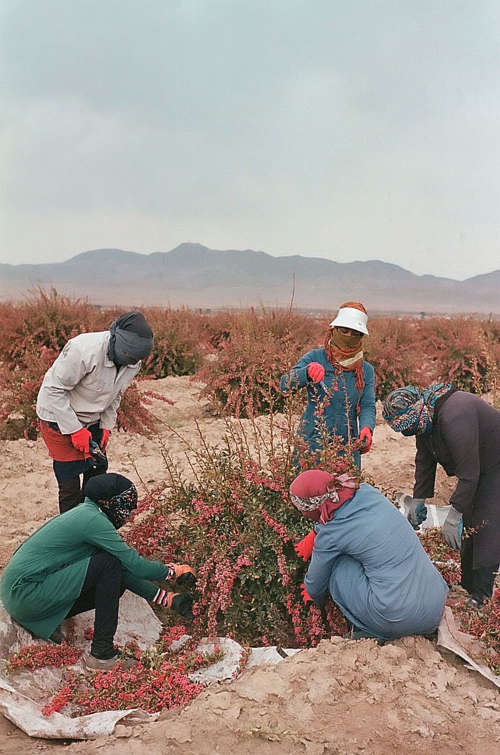 Work by Maryam Khastoo